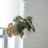 Philodendron Micans- Velvet Philodendron Hanging Basket -Eds Plant Shop philodendron micans velvet philodendron hanging basket 604660