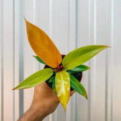 Philodendron 'Prince Of Orange'