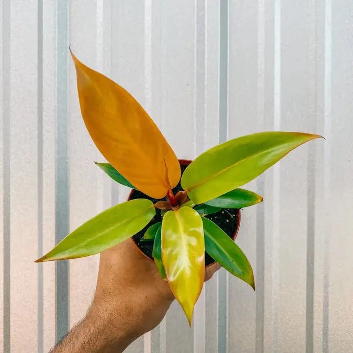 Philodendron 'Prince Of Orange' 3 Philodendron 'Prince Of Orange'