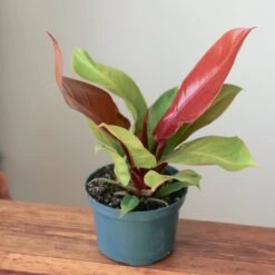 Philodendron 'Prince Of Orange' 8 Philodendron 'Prince Of Orange' -Eds Plant Shop philodendron prince of orange various sizes 480030