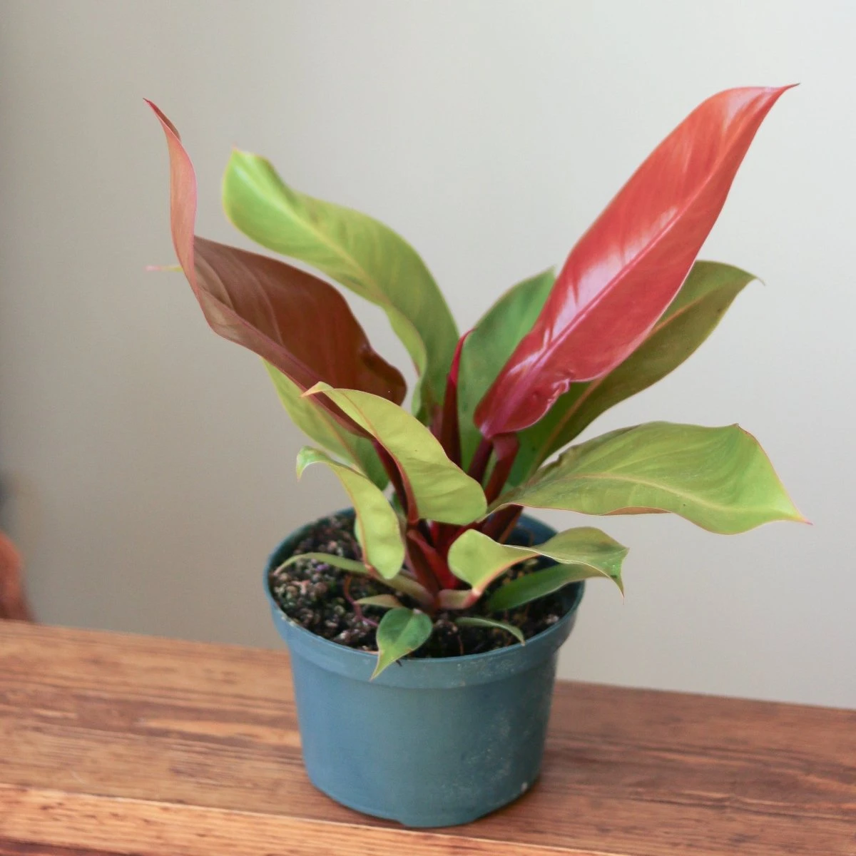 Philodendron 'Prince Of Orange' 5 Philodendron 'Prince Of Orange' - Image 3