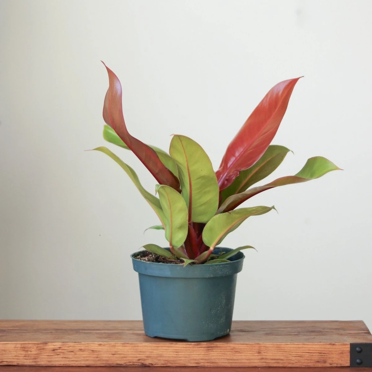 Philodendron 'Prince Of Orange' 4 Philodendron 'Prince Of Orange' - Image 2