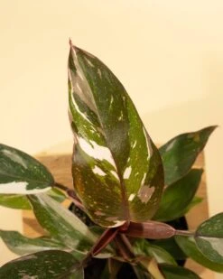 Philodendron Red Anderson ‘Pink Knight’ – Rare Variegated Hybrid -Eds Plant Shop philodendron red anderson pink knight rare variegated hybrid 4763693