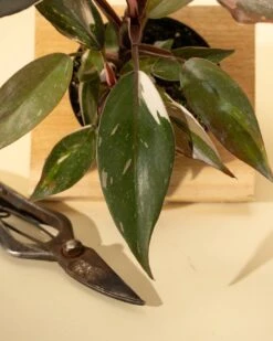 Philodendron Red Anderson ‘Pink Knight’ – Rare Variegated Hybrid -Eds Plant Shop philodendron red anderson pink knight rare variegated hybrid 6123572