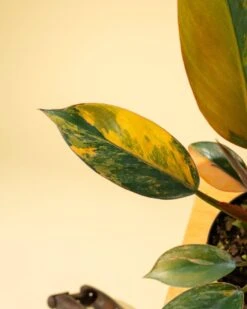 Philodendron Red Congo ‘Red Hot’ – Rare Variegated Houseplant -Eds Plant Shop philodendron red congo red hot rare variegated houseplant 1557624