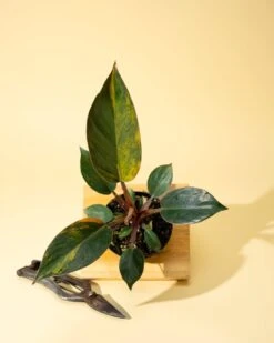 Philodendron Red Congo ‘Red Hot’ – Rare Variegated Houseplant -Eds Plant Shop philodendron red congo red hot rare variegated houseplant 1863368