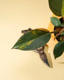 Philodendron Red Congo ‘Red Hot’ – Rare Variegated Houseplant -Eds Plant Shop philodendron red congo red hot rare variegated houseplant 3225270