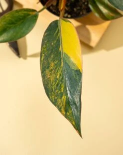 Philodendron Red Congo ‘Red Hot’ – Rare Variegated Houseplant -Eds Plant Shop philodendron red congo red hot rare variegated houseplant 3326776