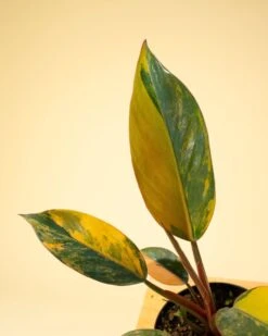 Philodendron Red Congo ‘Red Hot’ – Rare Variegated Houseplant -Eds Plant Shop philodendron red congo red hot rare variegated houseplant 3551953