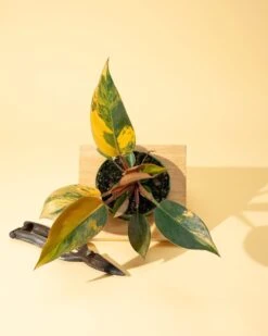 Philodendron Red Congo ‘Red Hot’ – Rare Variegated Houseplant -Eds Plant Shop philodendron red congo red hot rare variegated houseplant 7160501