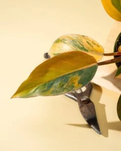 Philodendron Red Congo ‘Red Hot’ – Rare Variegated Houseplant -Eds Plant Shop philodendron red congo red hot rare variegated houseplant 9081580