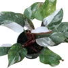 Philodendron Red Medusa™ – Rare Variegated Hybrid -Eds Plant Shop philodendron red medusa rare variegated hybrid 366998