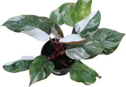 Philodendron Red Medusa™ – Rare Variegated Hybrid