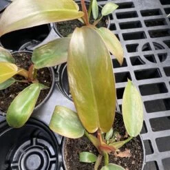 Philodendron ‘Sayaka’ – Rare Bronze-to-Green Glossy Foliage -Eds Plant Shop philodendron sayaka rare bronze to green glossy foliage 365241