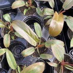 Philodendron ‘Sayaka’ – Rare Bronze-to-Green Glossy Foliage -Eds Plant Shop philodendron sayaka rare bronze to green glossy foliage 403167