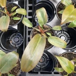 Philodendron ‘Sayaka’ – Rare Bronze-to-Green Glossy Foliage -Eds Plant Shop philodendron sayaka rare bronze to green glossy foliage 473737