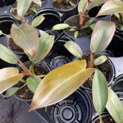 Philodendron ‘Sayaka’ – Rare Bronze-to-Green Glossy Foliage -Eds Plant Shop philodendron sayaka rare bronze to green glossy foliage 512674