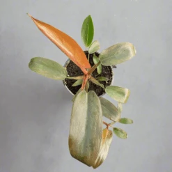 Philodendron ‘Sayaka’ – Rare Bronze-to-Green Glossy Foliage