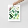 Philodendron Species ID Chart Botanical Houseplant Art Print -Eds Plant Shop philodendron species id chart botanical houseplant art print 246211