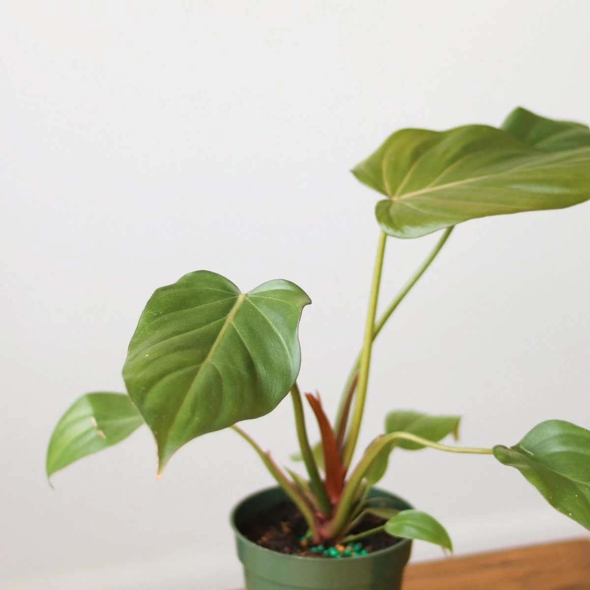 Philodendron 'Summer Glory' -Various Sizes 3 Philodendron 'Summer Glory' -Various Sizes