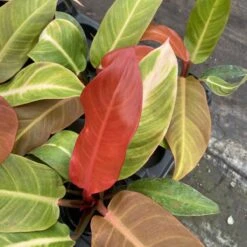Philodendron ‘Sun Red’ – Vibrant Red-Tinted New Growth -Eds Plant Shop philodendron sun red vibrant red tinted new growth 145331