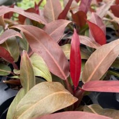 Philodendron ‘Sun Red’ – Vibrant Red-Tinted New Growth -Eds Plant Shop philodendron sun red vibrant red tinted new growth 320588