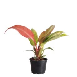 Philodendron ‘Sun Red’ – Vibrant Red-Tinted New Growth -Eds Plant Shop philodendron sun red vibrant red tinted new growth 340146