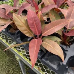 Philodendron ‘Sun Red’ – Vibrant Red-Tinted New Growth -Eds Plant Shop philodendron sun red vibrant red tinted new growth 491932