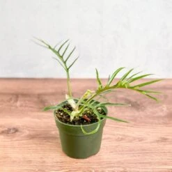 Philodendron 'Tortum' - Lace Leaf Philodendron - 4.5 Inch