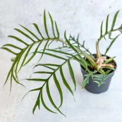 Philodendron 'Tortum' - Lace Leaf Philodendron - 4.5 Inch -Eds Plant Shop philodendron tortum lace leaf philodendron 45 inch 976001