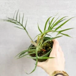 Philodendron 'Tortum' - Lace Leaf Philodendron - 4.5 Inch -Eds Plant Shop philodendron tortum lace leaf philodendron 45 inch 983430