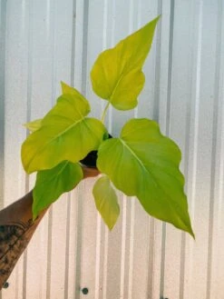Philodendron ‘Warszewiczii Aurea’ — Chartreuse, Deeply-Lobed Statement Aroid -Eds Plant Shop philodendron warszewiczii aurea chartreuse deeply lobed statement aroid 6868958