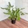 Phlebodium Aureum 'Blue Star Fern' -Eds Plant Shop phlebodium aureum blue star fern 4 inch 839104