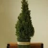 Alberta Spruce ‘Conica’ – Dwarf White Spruce, Compact Holiday Evergreen 1 Alberta Spruce ‘Conica’ – Dwarf White Spruce, Compact Holiday Evergreen -Eds Plant Shop picea glauca alberta spruce 115325