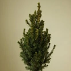 Alberta Spruce ‘Conica’ – Dwarf White Spruce, Compact Holiday Evergreen -Eds Plant Shop picea glauca alberta spruce 167269