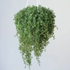 Ed's Plant Shop E-Gift Card -Eds Plant Shop pilea depressa mother of thousands 45 inch hanging basket 630263 2