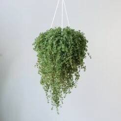 Eds Plant Shop -Eds Plant Shop pilea depressa mother of thousands 45 inch hanging basket 786284 1