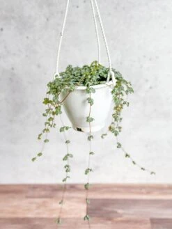 Eds Plant Shop -Eds Plant Shop pilea glauca aqua silver sparkle hanging basket 272386