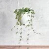 Pilea Glauca 'Aqua' - Silver Sparkle Hanging Basket -Eds Plant Shop pilea glauca aqua silver sparkle hanging basket 348327