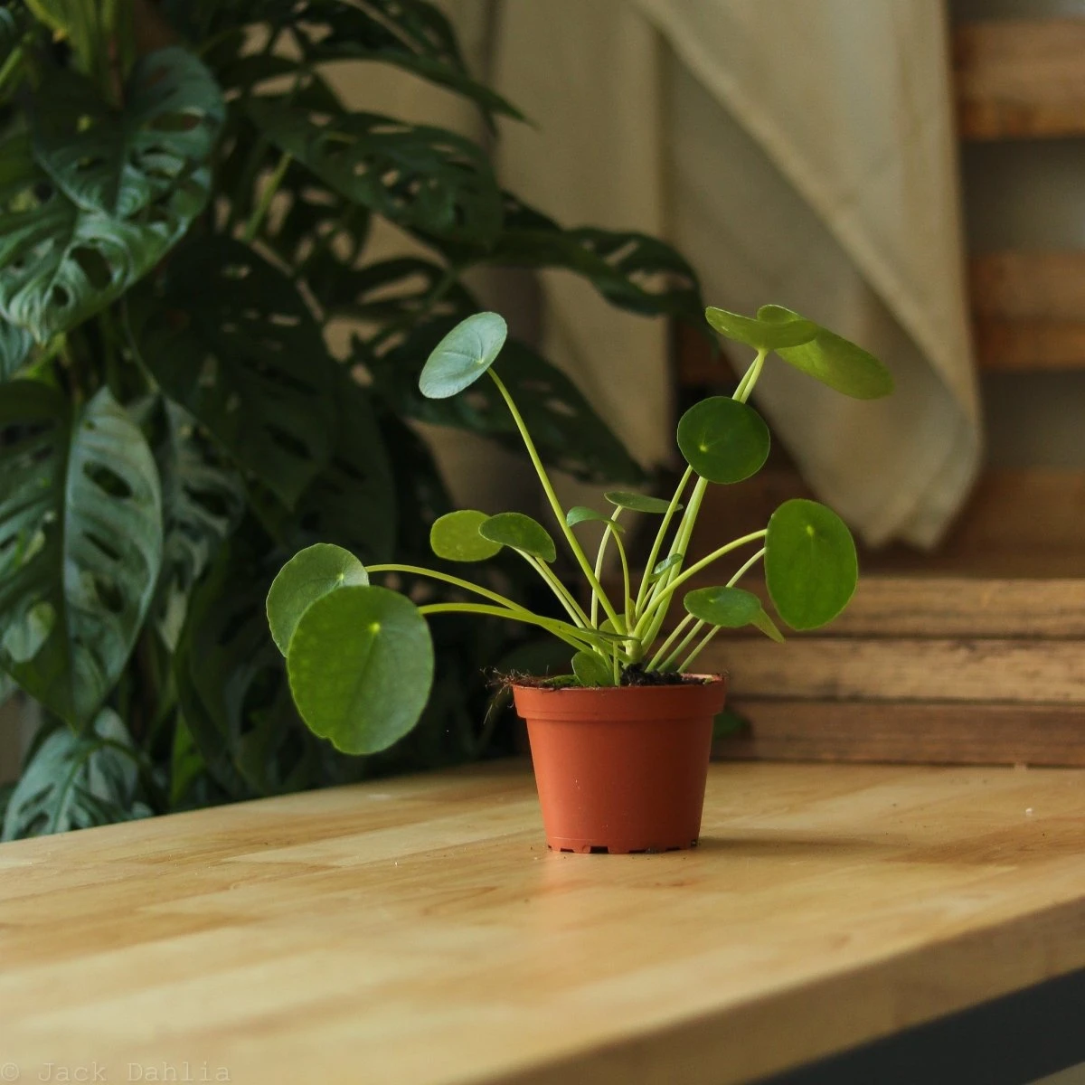 Pilea Peperomioides 'Friendship Plant' 4 Pilea Peperomioides 'Friendship Plant' - Image 2