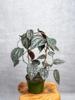 Piper Crocatum - Celebes Pepper -Eds Plant Shop piper crocatum celebes pepper hoop 447900