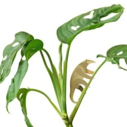 Plant Animal - Anteater -Eds Plant Shop plant animal anteater 584872