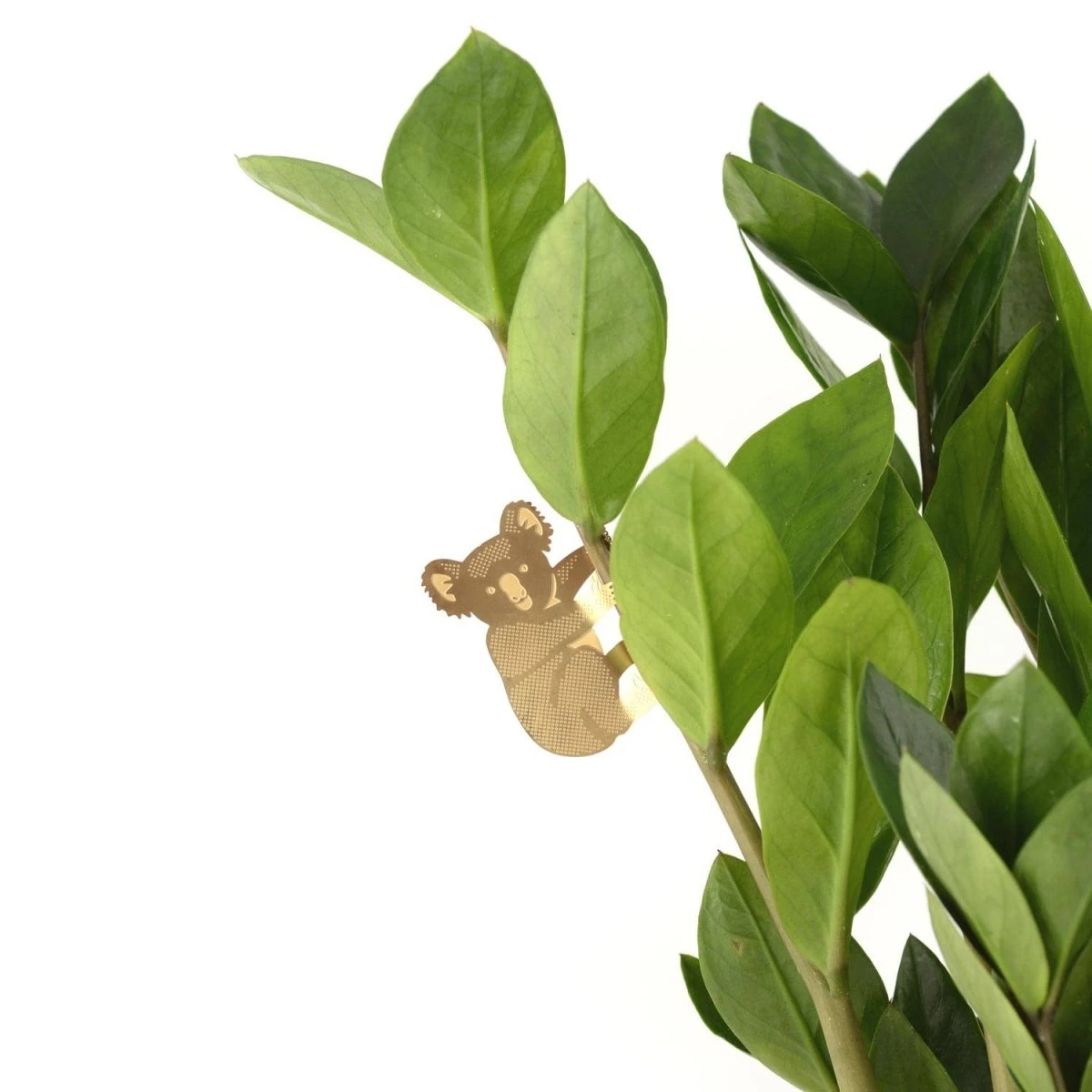 Plant Animal - Koala Bear 4 Plant Animal - Koala Bear - Image 2
