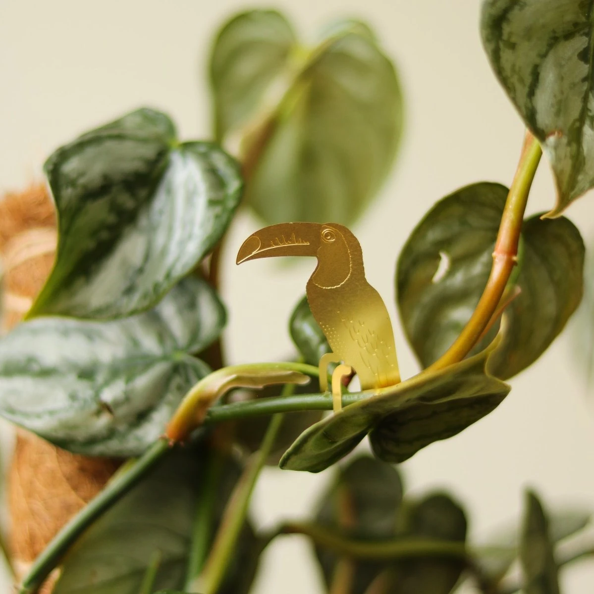 Plant Animal - Toucan 4 Plant Animal - Toucan - Image 2