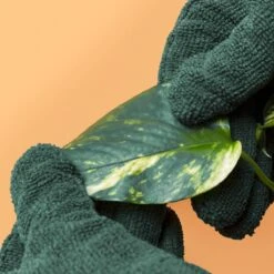 Plant Cleaning Gloves - Reusable Microfiber Leaf Care Gloves -Eds Plant Shop plant cleaning gloves reusable microfiber leaf care gloves 183652