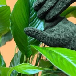Plant Cleaning Gloves - Reusable Microfiber Leaf Care Gloves -Eds Plant Shop plant cleaning gloves reusable microfiber leaf care gloves 778649