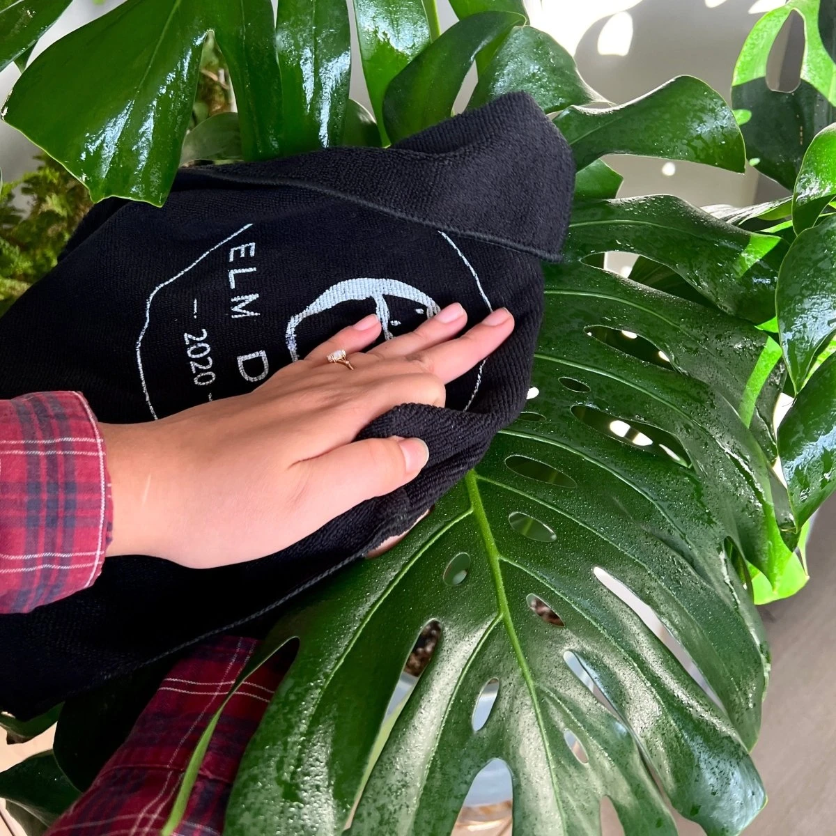 Plant Perfection - Leaf Shine For Houseplants 5 Plant Perfection - Leaf Shine For Houseplants - Image 3