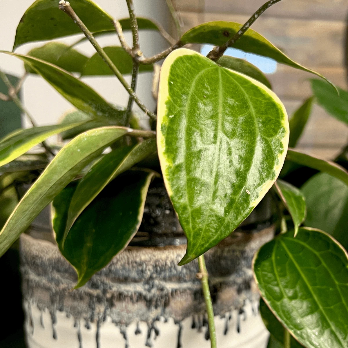 Plant Perfection - Leaf Shine For Houseplants 7 Plant Perfection - Leaf Shine For Houseplants - Image 5