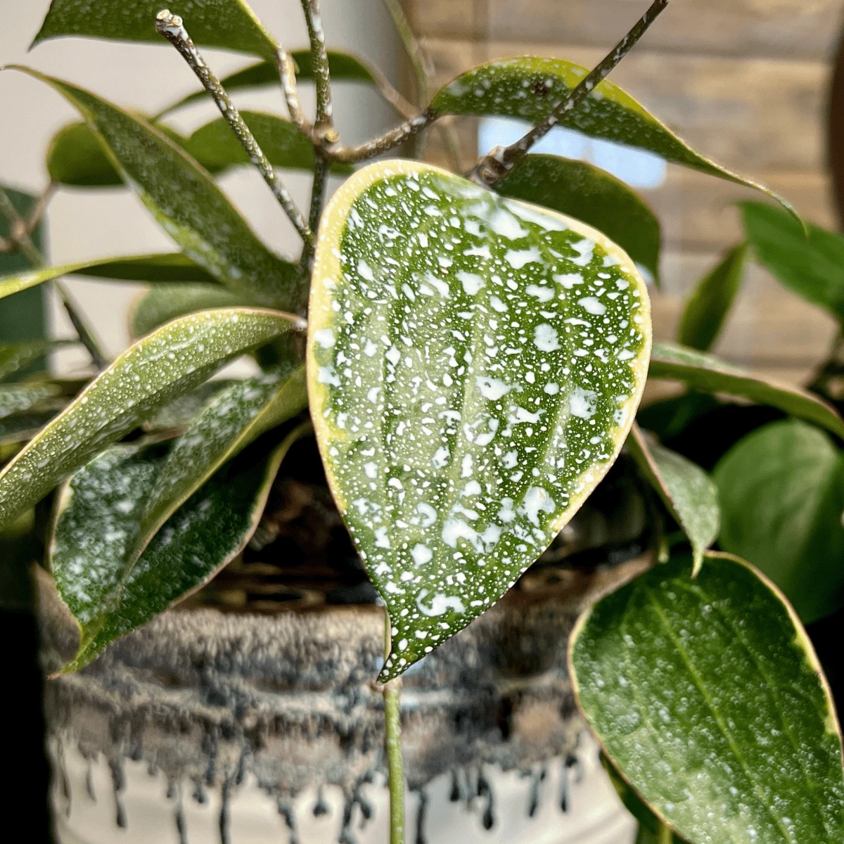 Plant Perfection - Leaf Shine For Houseplants 6 Plant Perfection - Leaf Shine For Houseplants - Image 4