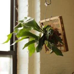 Platycerium Bifurcatum ‘Staghorn Fern’ Wood Plaque -Eds Plant Shop platycerium bifurcatum staghorn fern wood plaque 953614